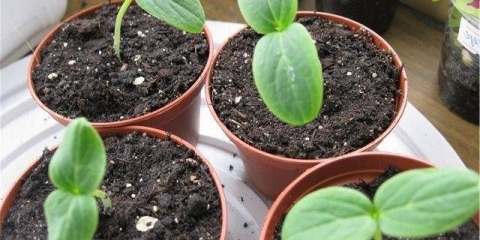 Kako uzgajati sadnice krastavaca kod kuće